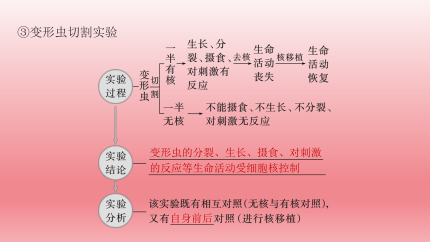 2024届高考生物学一轮复习专题课件细胞核的结构和功能(共63张PPT)