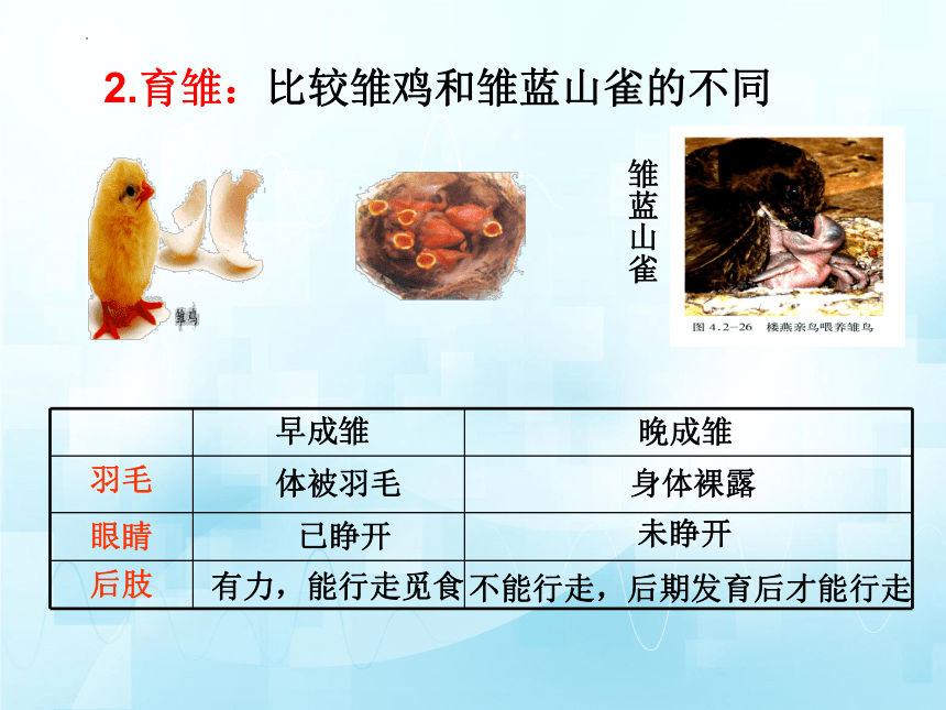 4.2.3鸟的生殖和发育（第二课时）课件(共19张PPT)2023-2024学年济南版生物八年级上册