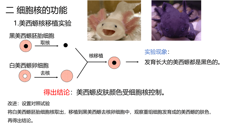 3.3细胞核的结构和功能课件(共17张PPT）-人教版必修1