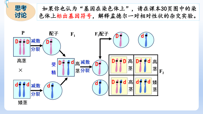 2.2基因在染色体上课件（共44张PPT）-人教版（2019）必修2