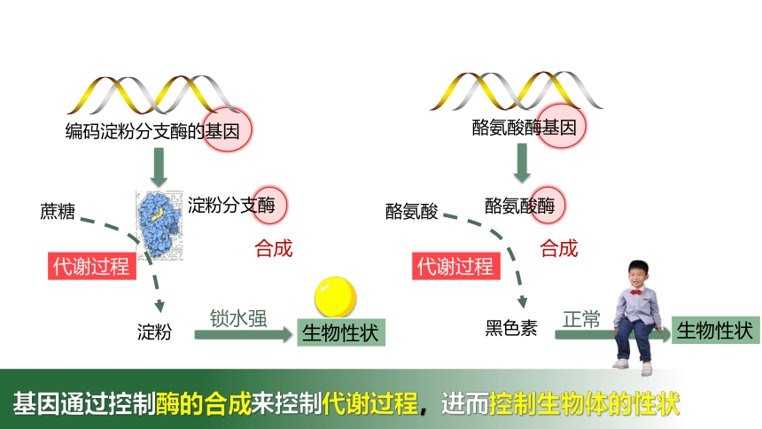 4.2 基因表达与性状的关系-2023-2024学年高一生物人教版必修第二册课件(共56张PPT)