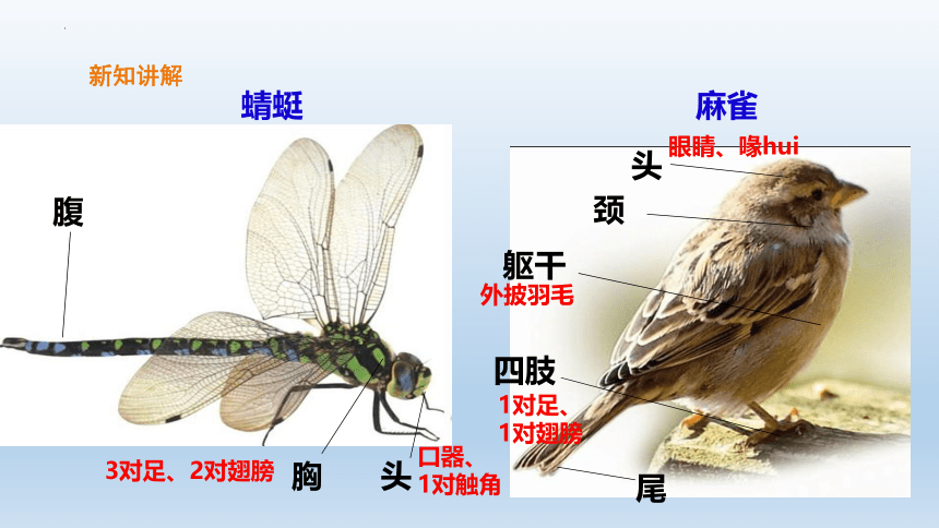 粤教版三年级上册科学1.2蜻蜓与麻雀（课件）(共46张PPT)