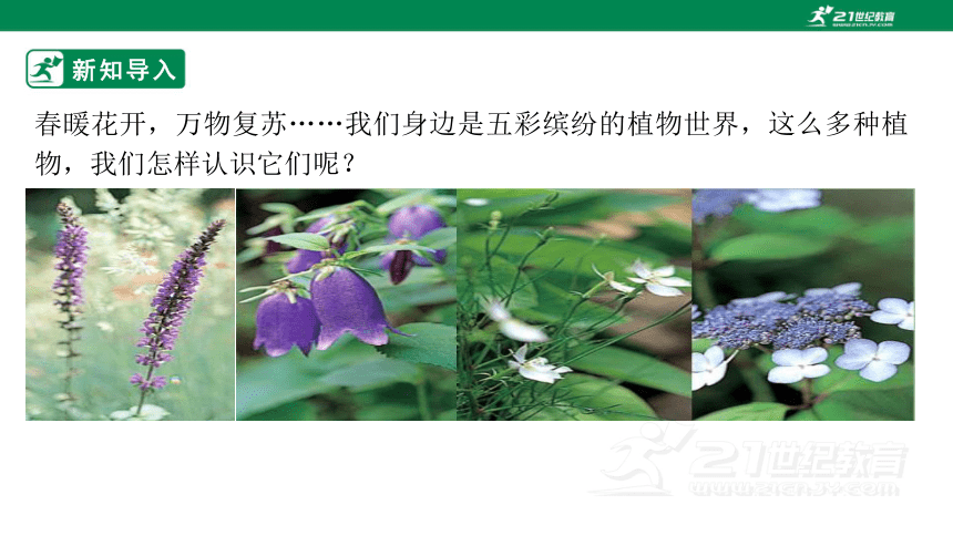 5.14.1 五彩缤纷的植物世界-2023-2024学年八年级生物上册同步课件（苏教版）(共38张PPT)+视频素材