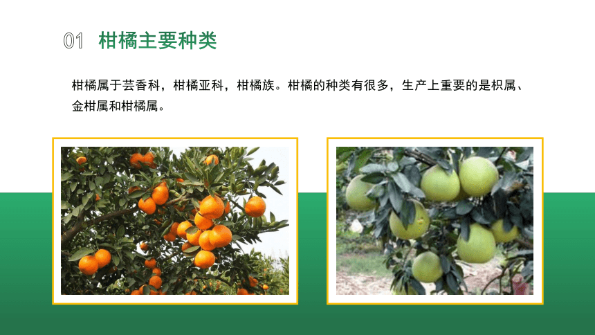 4.1.1柑橘主要种类和优良品种 课件(共28张PPT)-《果树生产技术》同步教学（中国农业出版社）