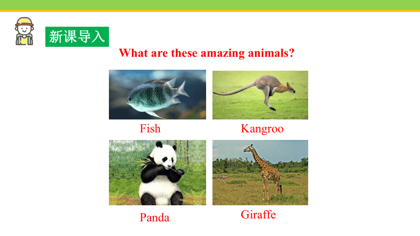 Unit 3 Lesson 14 Amazing  animals  课件(共23张PPT) 2023-2024学年冀教版英语八年级下册