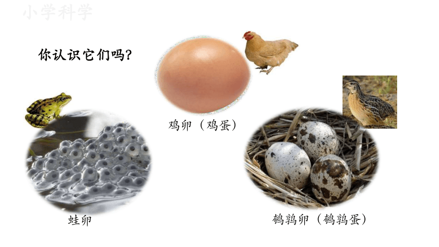 教科版（2017秋）三年级下册2.2认识其他动物的卵课件（19张PPT)