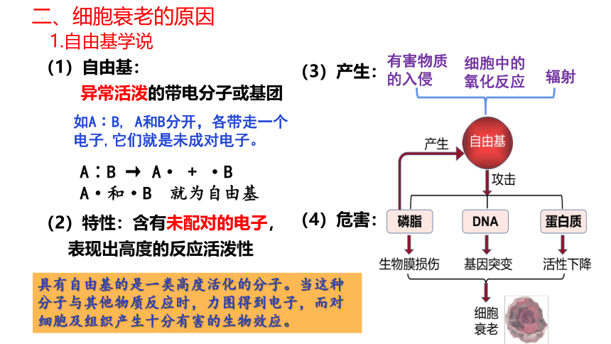 6.3 细胞的衰老和死亡(课件共44张PPT)