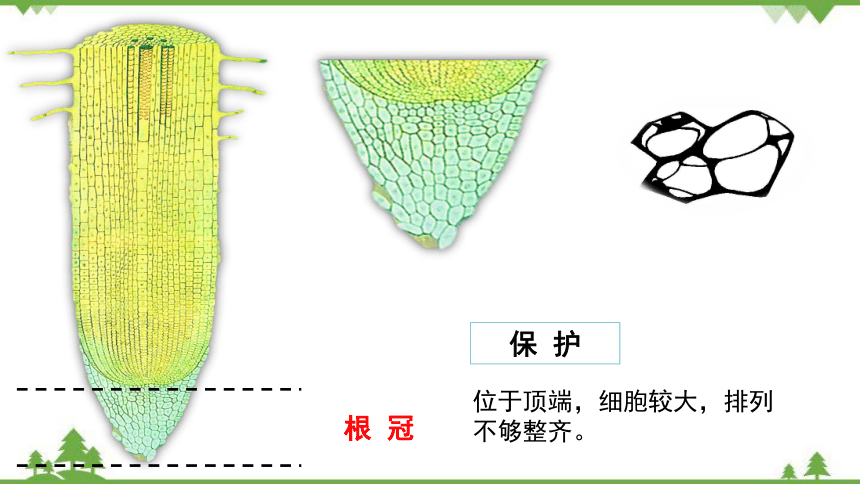 3.2.2植株的生长课件(共34张PPT)人教版生物七年级上册