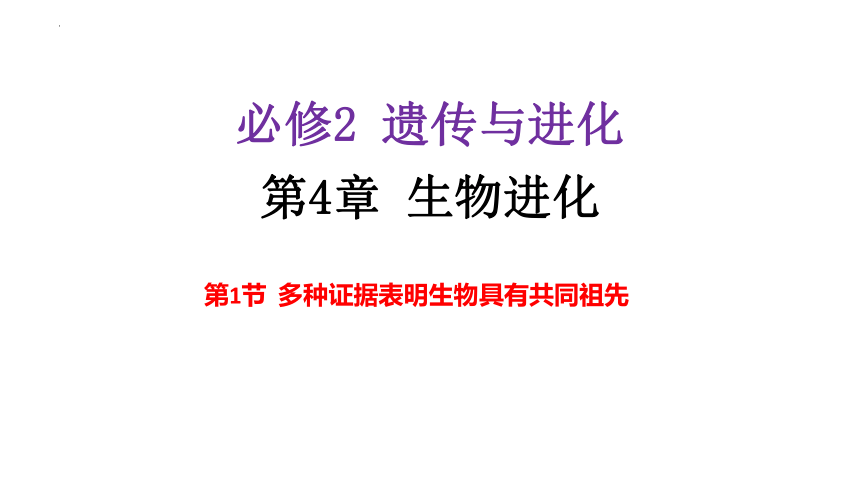 4.1 多种证据表明生物具有共同的祖先 课件(共12张PPT)