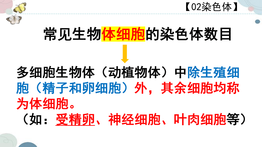 20.2 性状遗传的物质基础-2023-2024学年八年级生物上册同步教学课件（北师大版）(共33张PPT)