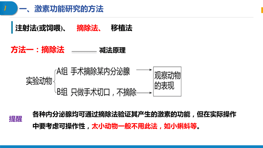 3.1激素与内分泌系统第2课时课件（共31张PPT）2023-2024学年高二上学期生物人教版选择性必修1