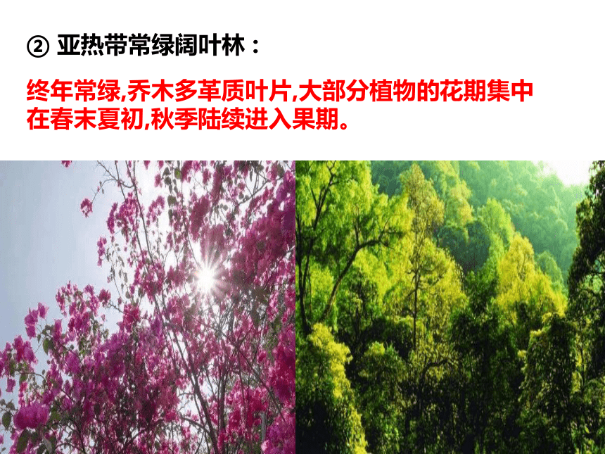 5.1 主要植被与自然环境  课件 湘教版（2019）必修第一册(共23张PPT)