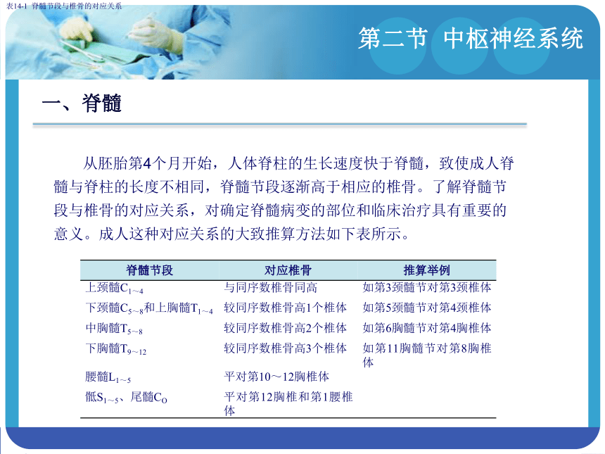 14.2中枢神经系统 课件(共153张PPT)-《解剖学基础》同步教学（江苏大学出版社）