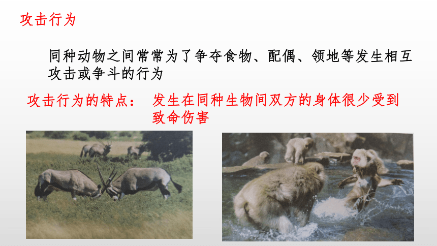 5.16.2 动物行为的主要类型 课件(共30张PPT)2023-2024学年北师大版八年级生物上册