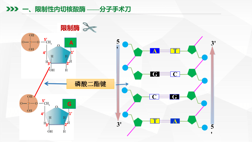 3.1重组DNA技术的基本工具课件(共46张PPT)-2022-2023学年高二下学期生物人教版（2019）选择性必修3