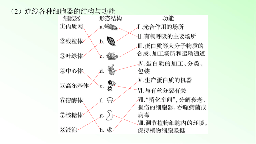 新教材生物一轮复习课件：第2单元 细胞的基本结构和物质的运输 第2讲　细胞器之间的分工与协调配合(共84张PPT)