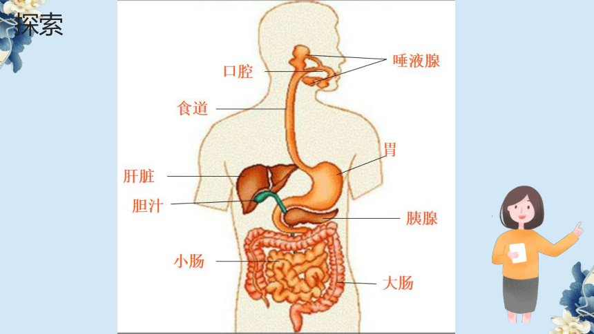 教科版（2017秋）科学四年级上册2.8 食物在身体里的旅行 课件（29张ppt)