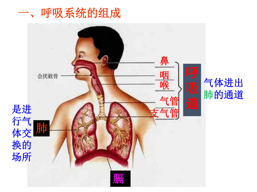 4.3.1呼吸道对空气的处理课件 (共36张PPT)人教版生物七年级下册
