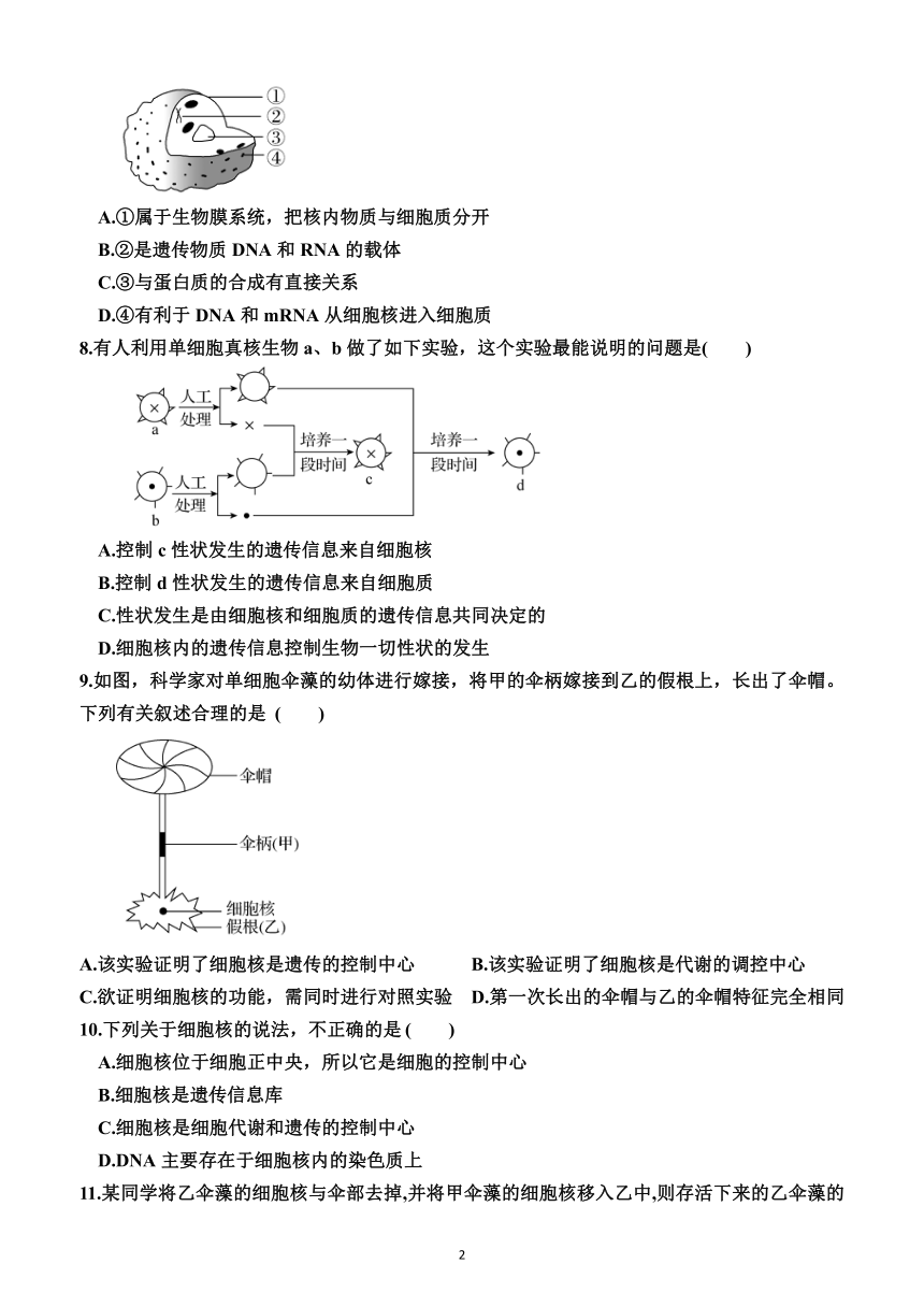 3.3  细胞核的结构和功能（同步训练）（附答案解析）——2023—2024学年人教版（2019）生物高一上学期必修1