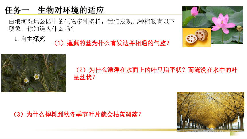 6.1.2生物对环境的适应与影响 课件(共21张PPT＋内嵌视频1个) 济南版八年级生物下册