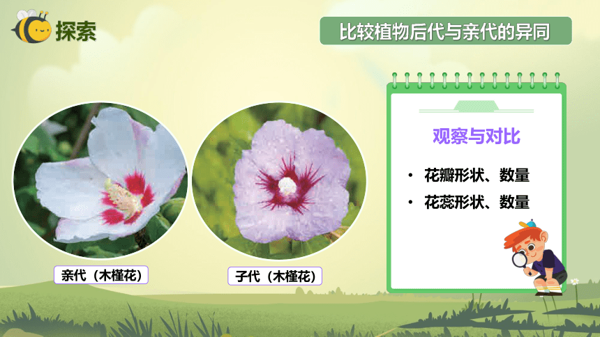 【新课标】2.3 形形色色的植物 课件（26张PPT）