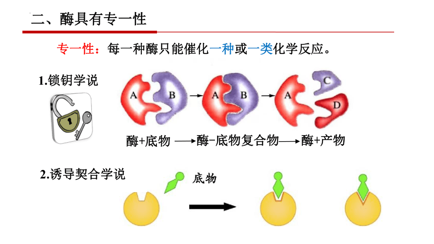 5.1.2降低化学反应活化能的酶-酶的特性课件-(共24张PPT)人教版必修1