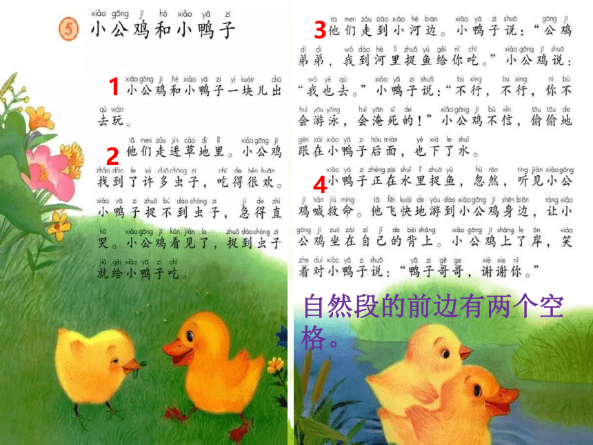 4小公鸡和小鸭子 课件(共14张PPT)