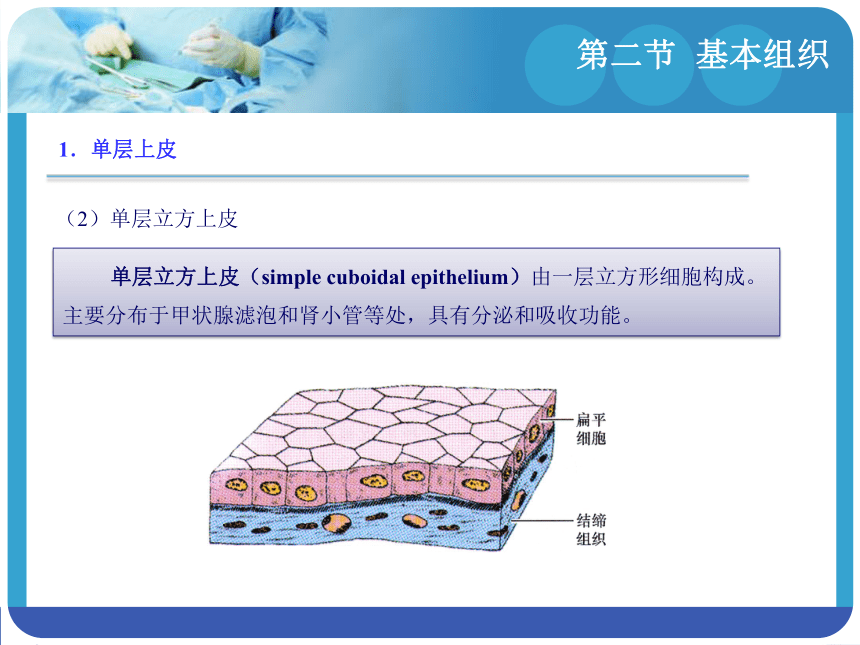 1.2基本组织 课件(共65张PPT)-《解剖学基础》同步教学（江苏大学出版社）