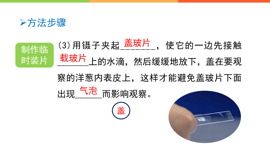 1.2.1细胞的结构与功能 课件(共37张PPT)2023--2024学年济南版生物七年级上册