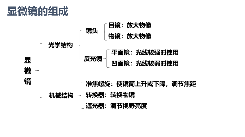 1.2细胞的多样性和统一性课件(共27张PPT)-2023-2024学年高一上学期生物人教版（2019）必修1