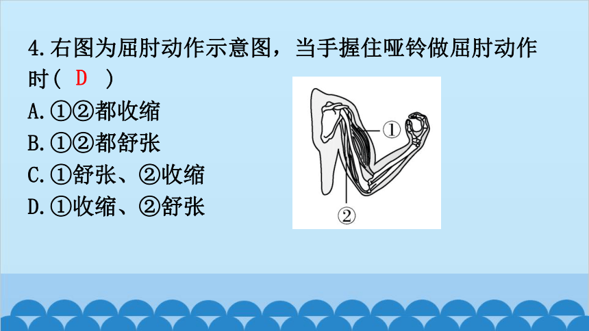 期末过关训练课件(共43张PPT)北师大版生物八年级上册