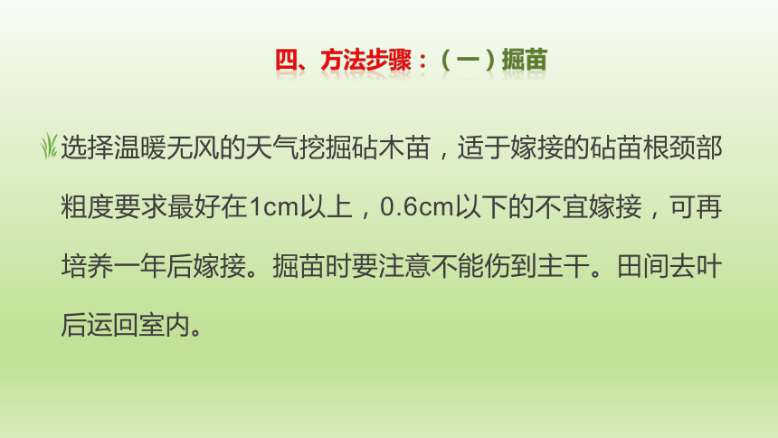 2.4.3杨梅掘接 课件(共15张PPT）-《果树生产技术》同步教学（中国农业出版社）