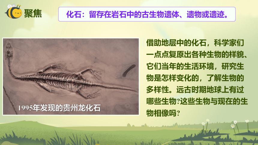 【新课标】2.6 古代生物的多样性 课件（23张PPT）