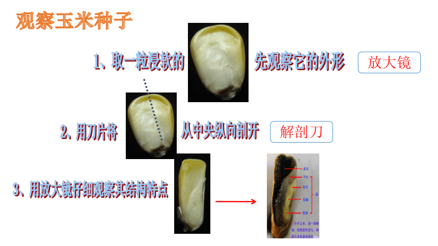 第二节  种子植物课件 (共22张 PPT) 2023-2024学年度人教版生物七年级上册