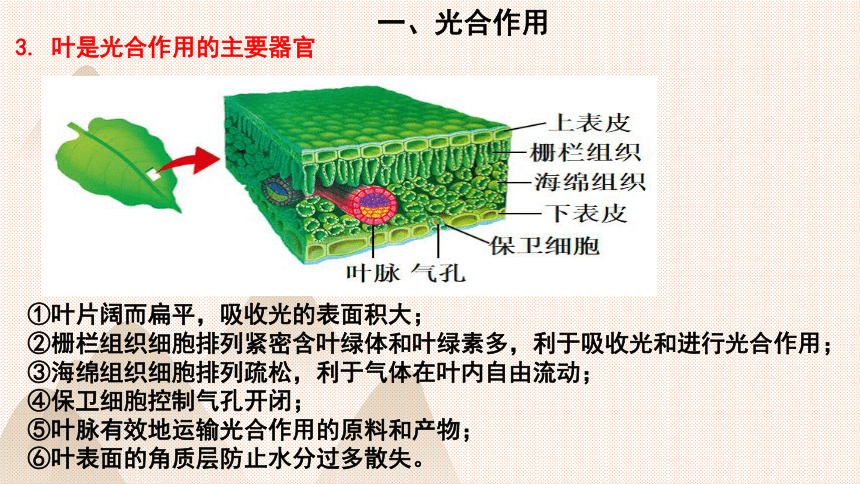 第5章 绿色开花植物的生活方式 2023-2024学年七年级生物上册同步精品课件（北师大版）(共27张PPT)