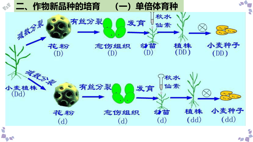 2.1.2植物细胞工程的应用课件-(共22张PPT)第2课时人教版选择性必修3