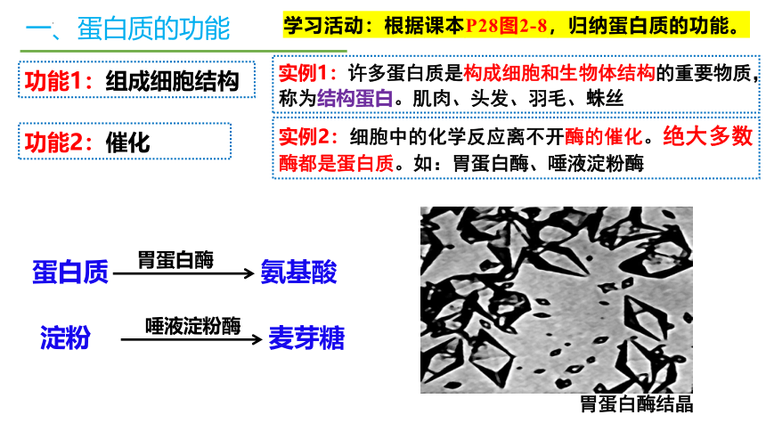 2.4蛋白质是生命活动的主要承担者课件(共51张PPT)2023-2024学年高一上学期生物人教版必修1