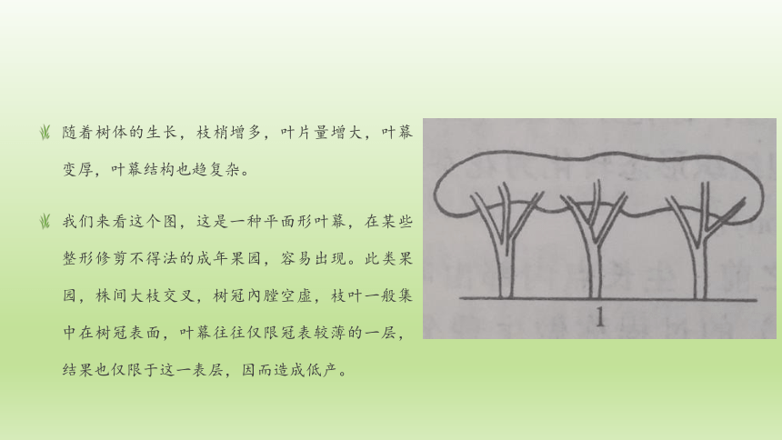 1.3.4叶幕与叶面积指数 课件(共21张PPT）-《果树生产技术》同步教学（中国农业出版社）