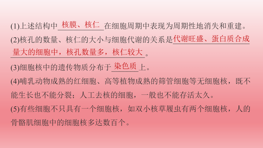 2024届高考生物学一轮复习专题课件细胞核的结构和功能(共63张PPT)