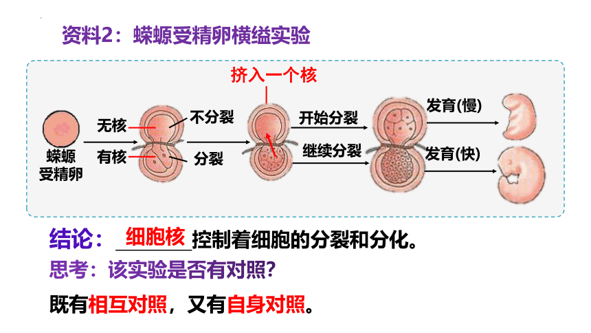 3.3细胞核的结构和功能  课件生物人教版必修1(共31张PPT)