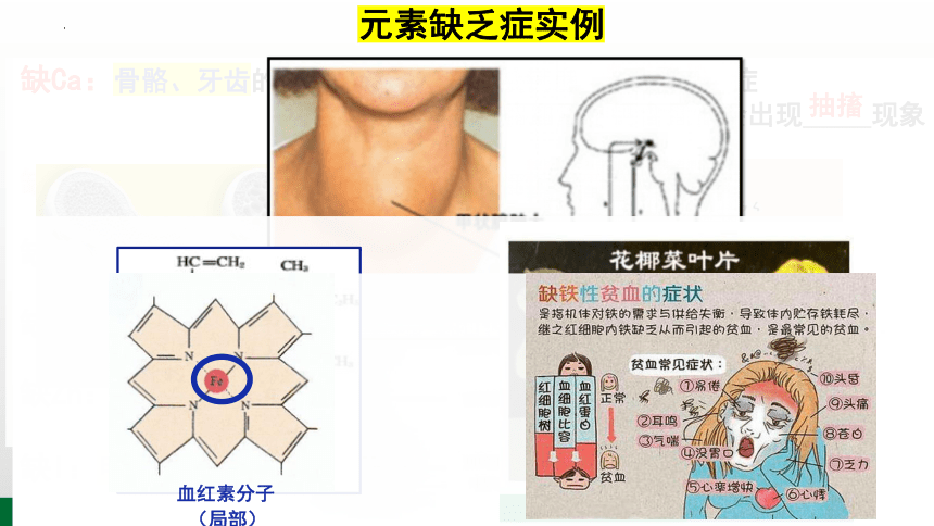 2.1 细胞中的元素和化合物-(共36张PPT)高一生物（人教版2019必修1）