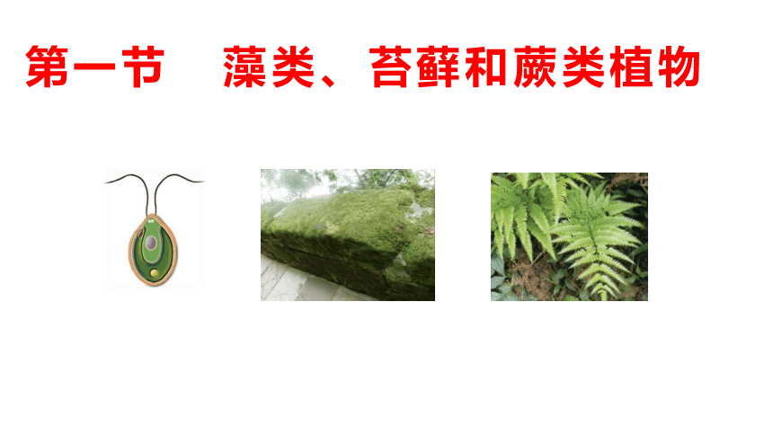3.1.1藻类、苔藓和蕨类植物课件(第28张PPT) 人教版生物七年级上册