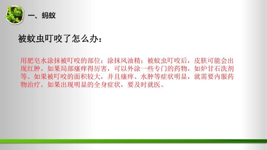 第1单元 动物王国（复习课件）(共24张PPT)-2023-2024学年四年级科学上册期末核心考点集训（青岛版）