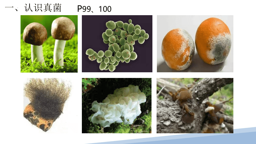 5.13.2土壤里的微生物-七年级生物下册课件(共23张PPT)