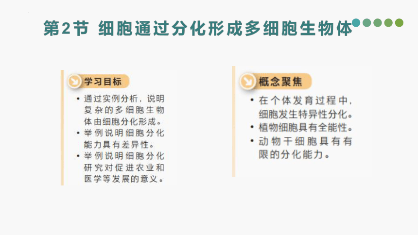 5.2 细胞通过分化形成多细胞(共18张PPT)生物体-高一生物学（沪科2020必修1）