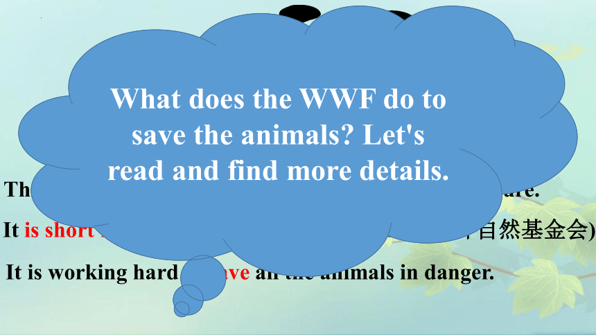 Module6 Unit 2 The WWF is working hard to save them all. 课件(共42张PPT)