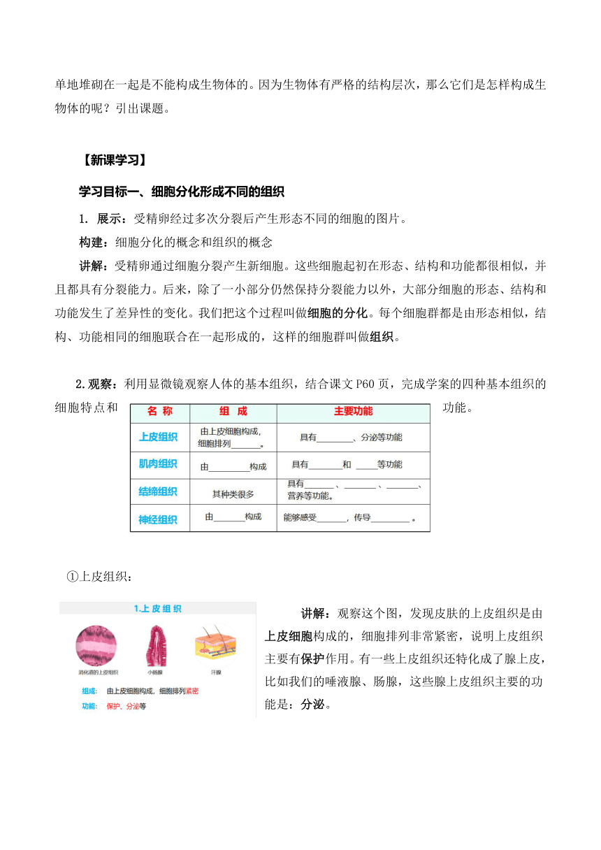 【核心素养目标】 2.2.2动物体的结构层次（教学设计）人教版七年级生物上册