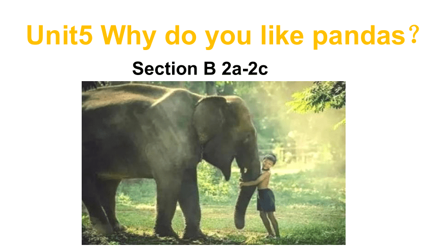 Unit 5 Why do you like pandas Section B 2a-2c课件(共17张PPT)人教版英语七年级下册