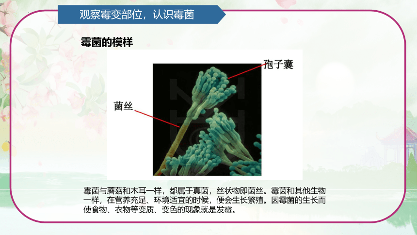 第2单元   微生物 2.3 发霉与防霉 （课件）(共14张PPT)青岛版六年级科学上册