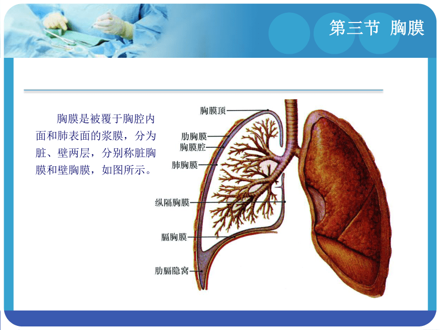 4.3胸膜 课件(共12张PPT)-《解剖学基础》同步教学（江苏大学出版社）